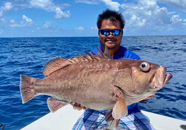 groupers and hogfish